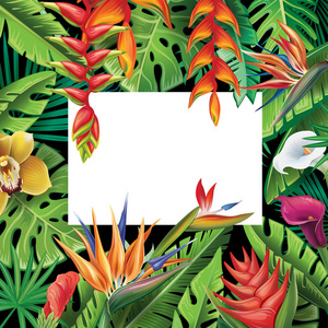 从热带植物和花卉的框架图片