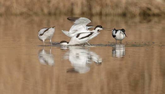 avocetrecvirostra avosetta