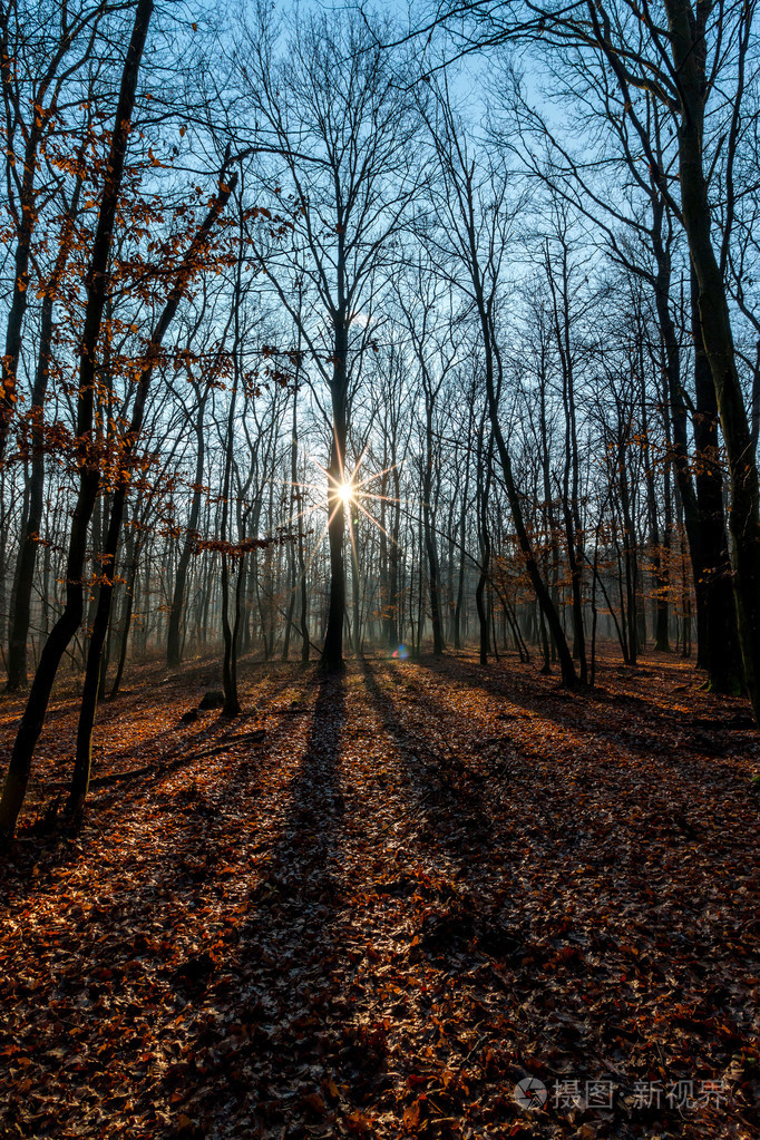 在秋天的橡树林