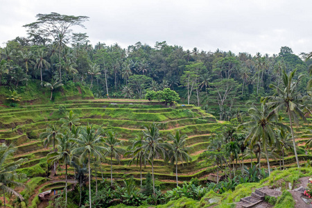 在印度尼西亚巴厘岛稻田