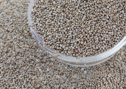 种子珍珠珍珠小米种子也知道作为 bajra, bajri, 芦苇小米或印度小米