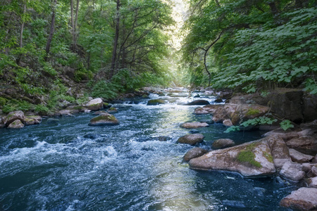 在风景如画的绿色海岸上, 有阳光的反射的一条快速的高山河流的水流