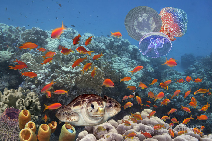 用很多的鱼和海龟五彩缤纷的珊瑚暗礁