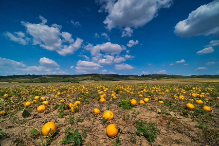 南瓜田, 田野上有黄色水果的农业景观