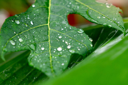 在绿色的热带木瓜上关闭雨滴