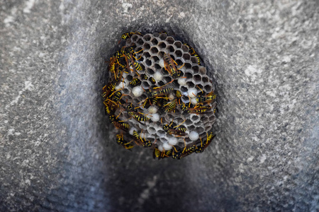 黄蜂巢与黄蜂坐在它.一个黄蜂家族的巢, 这是采取了特写照片
