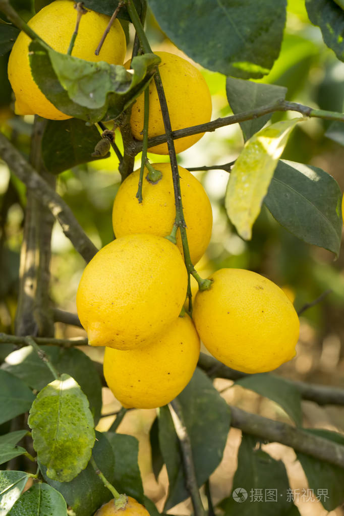 柠檬柠檬的小树林中的一棵树上吊的特写