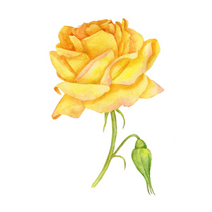 水彩黄玫瑰