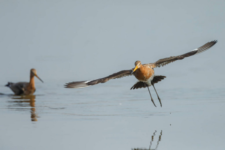 黑尾 godwits