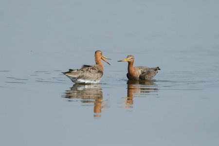 黑尾 godwits