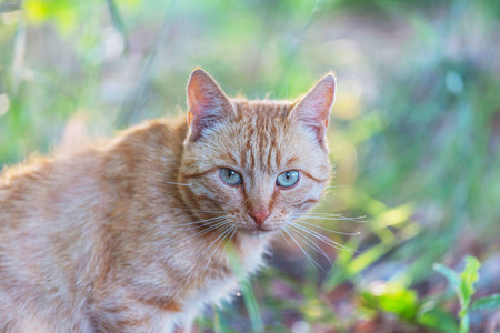 成年家养猫坐在草地上