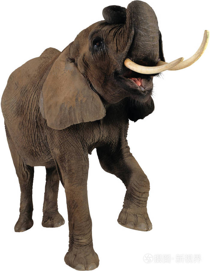 大象的尖叫声和提出了他的腿照片-正版商用图片0px7j4-摄图新视界
