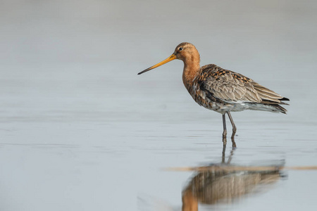 黑尾的 godwit