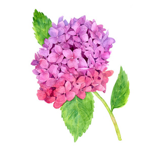 粉色绣球花图片-粉色绣球花素材-粉色绣球花插画-摄图新视界