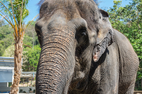 在泰国芭堤雅动物园的大象观图片