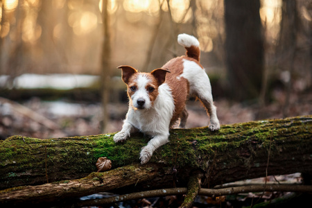 狗繁殖走在森林里的杰克罗素梗犬