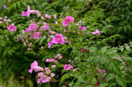 快乐花开花在田野, Podranea ricasoliana