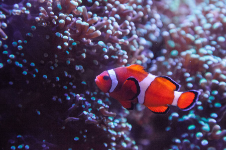 Ocellaris 小丑 Amphiprion Ocellaris 在珊瑚礁上进出海葵