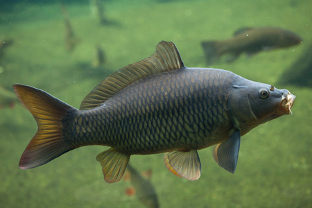 鲤鱼形野生鲤鱼(鲤鱼).照片
