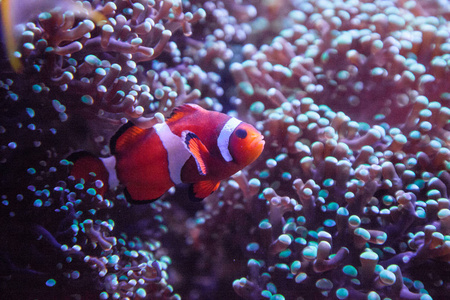 Ocellaris 小丑 Amphiprion Ocellaris 在珊瑚礁上进出海葵