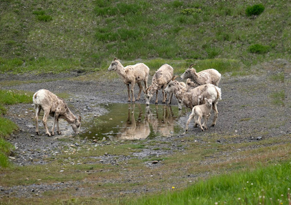 彼得 lougheed 省公园的一角羊饮水.夏季时间在加拿大 rockis.