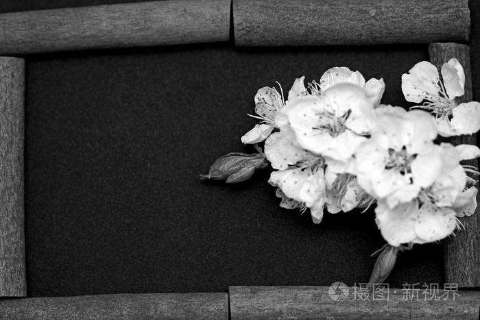 春天白色黑色背景上的花朵