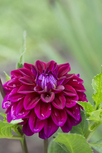 紫色的花宏图片