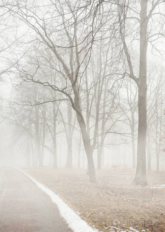 在黑暗的迷雾森林景观树