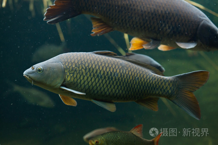 野生鲤鱼(鲤鱼).照片-正版商用图片0pxfp6-摄图新视界