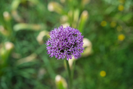 紫色蒲公英在花卉领域, taraxum 铁皮