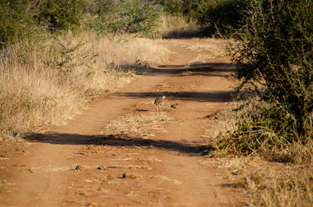 南非国家保护区白腹大鸨或白腹 Korhaan