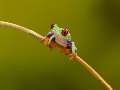 Callidryas 或红眼睛的绿色树蛙从哥斯达黎加