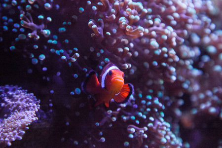 Ocellaris 小丑 Amphiprion Ocellaris 在珊瑚礁上进出海葵