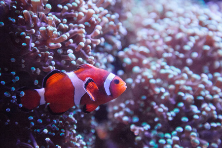 Ocellaris 小丑 Amphiprion Ocellaris 在珊瑚礁上进出海葵