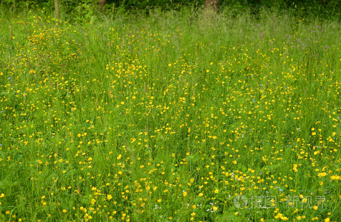 夏日阳光明媚的日子 野花在田野里辛辣 可以用作背景照片 正版商用图片0pxhvs 摄图新视界 夏日阳光明媚的日子 野花在田野里辛辣 可以用作背景照片 正版商用图片0pxhvs 摄图新视界