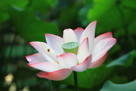 荷花和莲花花卉植物图片