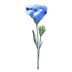 蓝亚麻花。花卉植物花。独立的插图元素。背景质地包装图案框架或边框的水彩画野花