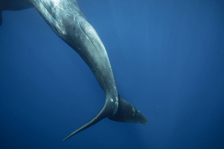 鲸鱼的尾巴图片
