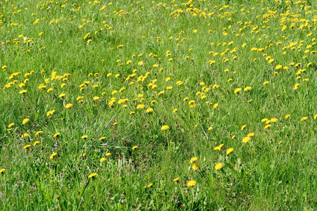 春天的风景, 绿色的田野与黄色的蒲公英花