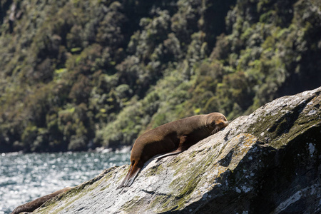 南部的毛皮海豹沐浴在米尔福德的声音, 南岛, 新西兰