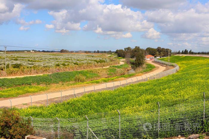 在以色列的早春.绿色的田野和农村弯曲道路的乡村
