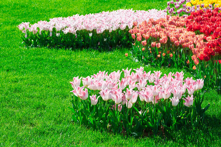 郁金香盛开的花场,绿草茵茵的美丽春天花园.在背光温暖的日光光.