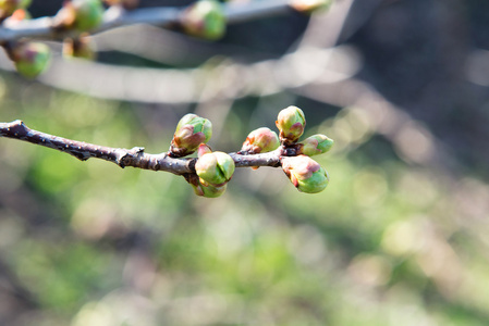 苹果树上的天空图片