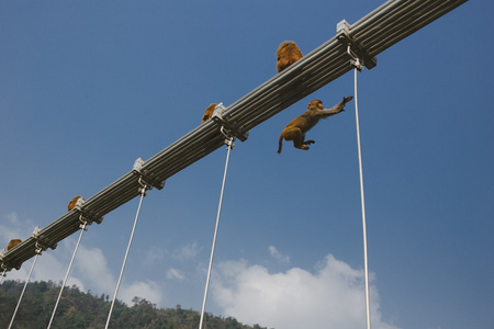 猴子在印度瑞诗凯诗，Ramjula 桥上行走