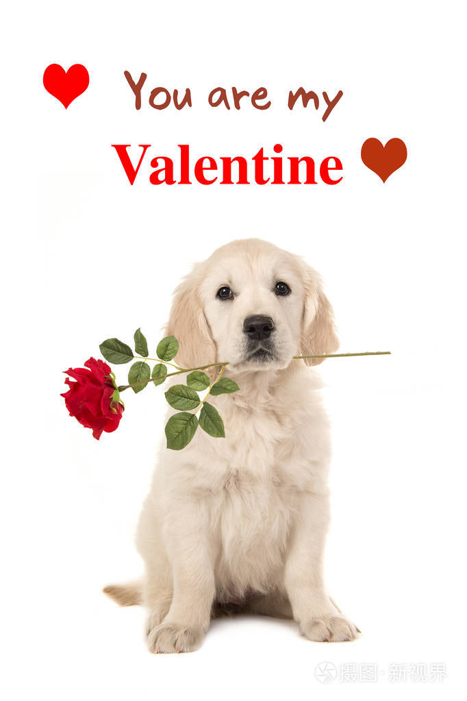 黄金猎犬小狗与一朵红玫瑰,你是我的情人