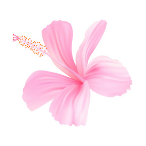 逼真的粉红色芙蓉。象征着稀有典雅的美。矢量 eps10