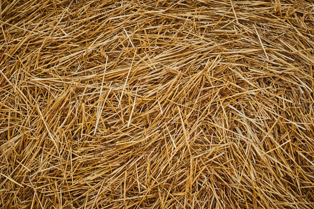 干燥金黄稻草草背景纹理在各异以后.特写照片