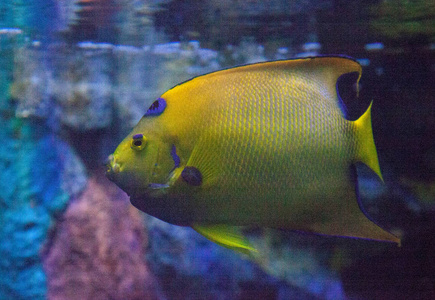 皇后神仙 Holacanthus ciliaris 蓝色和黄色的颜色游过珊瑚礁