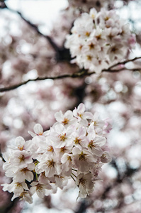 美丽的樱花日本樱花。