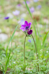美丽的春天紫罗兰花自然背景